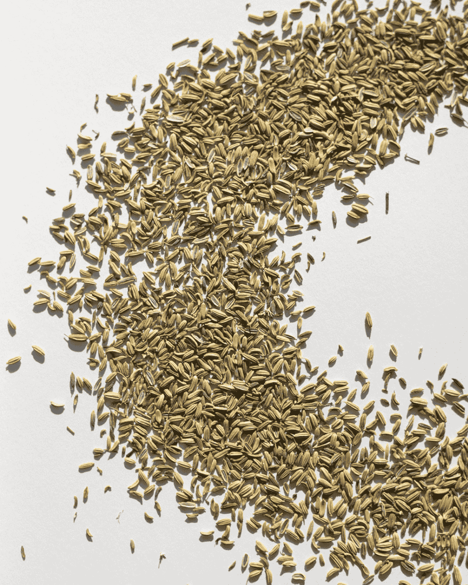 Nahaufnahme von verstreuten Fenchelsamen auf weißem Hintergrund, die ihre natürliche goldgrüne Farbe und Textur zeigen.