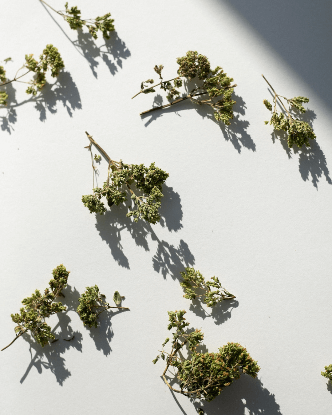 Getrocknete griechische Oregano-Zweige aus Taygetus, verteilt auf einer weißen Fläche, mit langen Schatten.