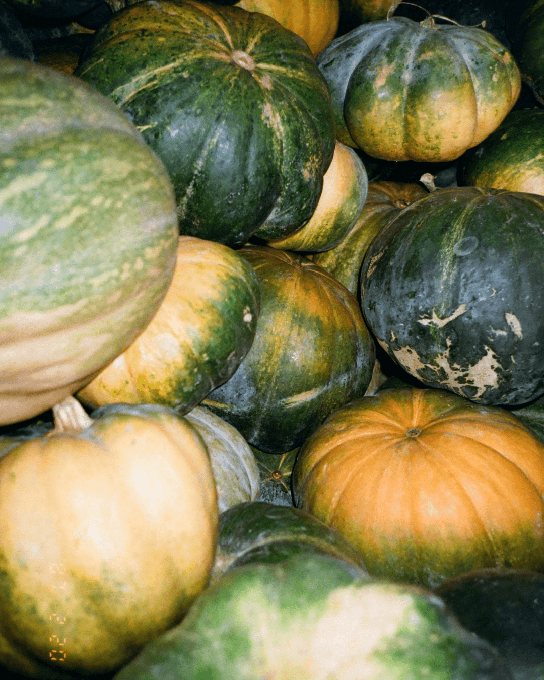 Ein Haufen frisch geernteter Kürbisse in verschiedenen Grüntönen mit gelb-orangen Akzenten, rustikale Herbststimmung.