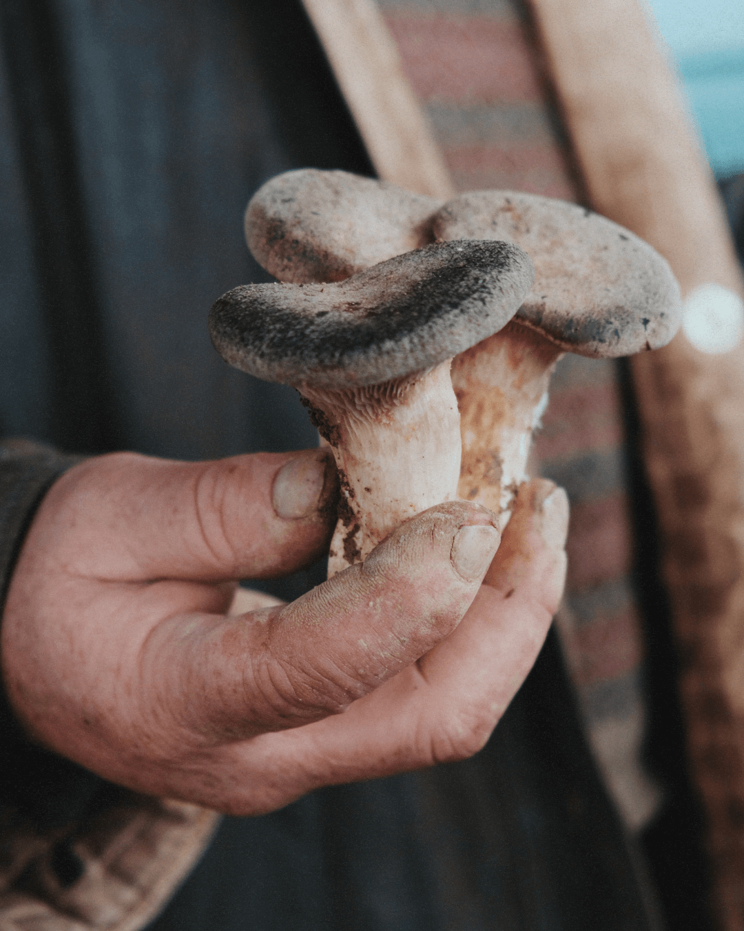 Paté with Cardoncelli Mushrooms and Red Miso, 200g