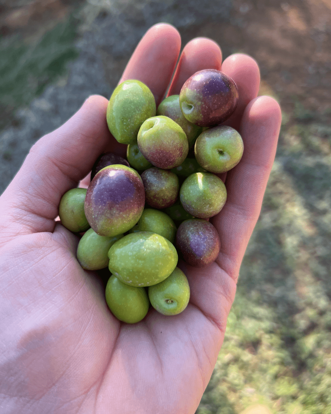 Frisch geerntete Oliven in verschiedenen Grün- und Rottönen bis hin zu Violett, in einer Hand gehalten.