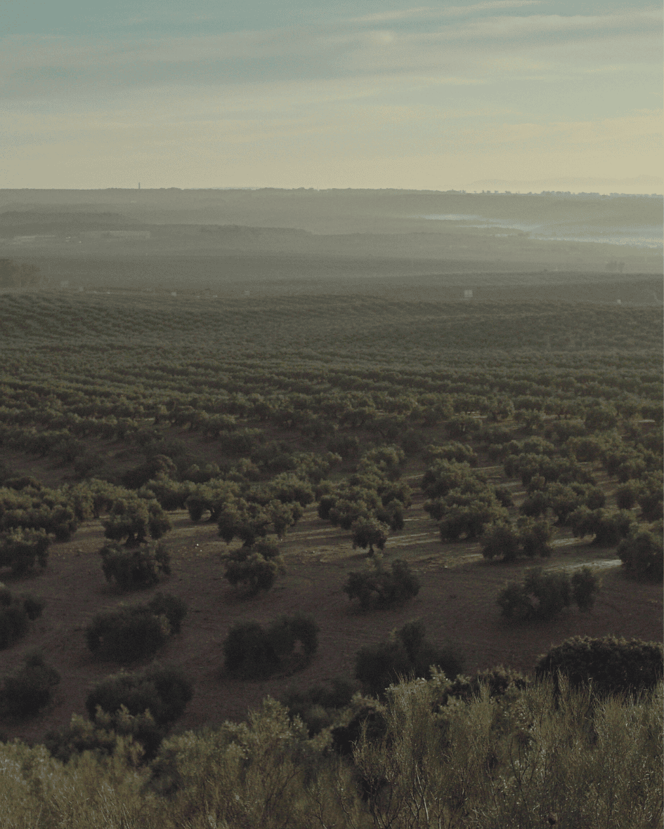 Olivenhaine, die sich in die Ferne erstrecken, in der Nähe der Stadt Baños de la Encina, im Süden Spaniens.